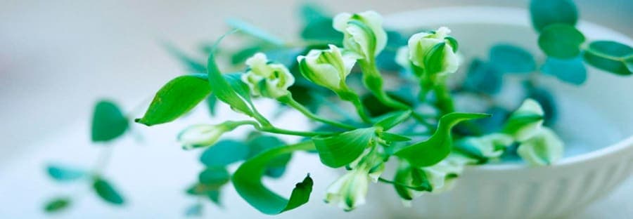 Florais
